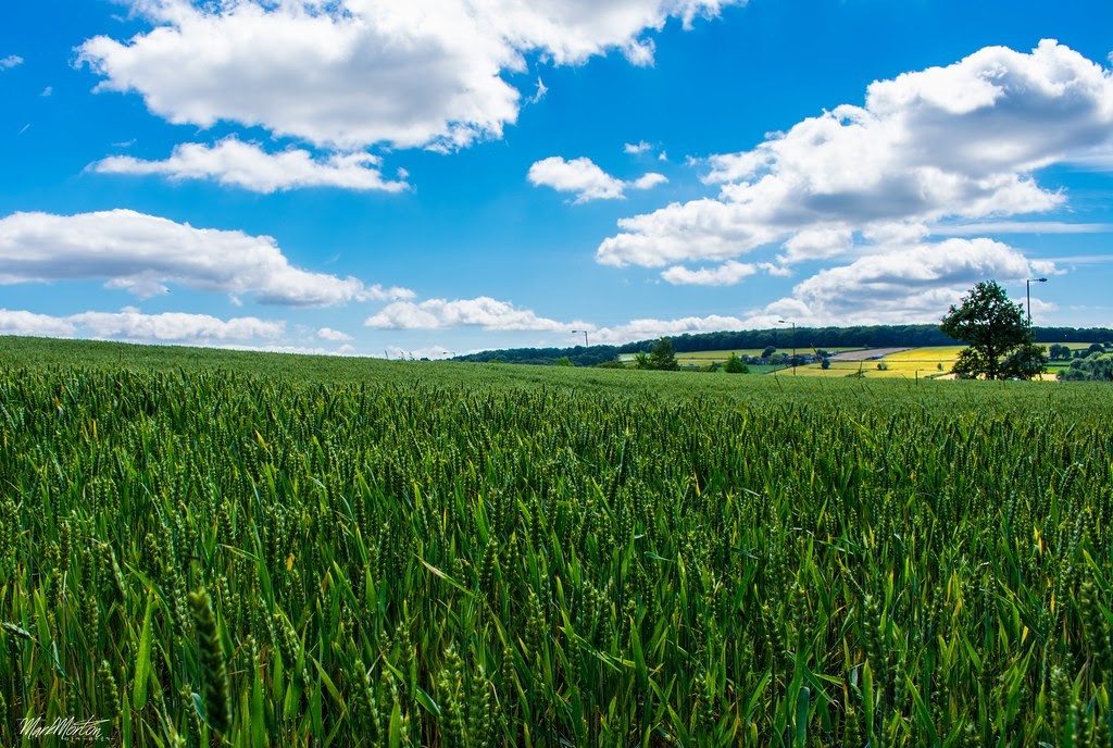 Agricultural crop fields and modern agribusiness equipment